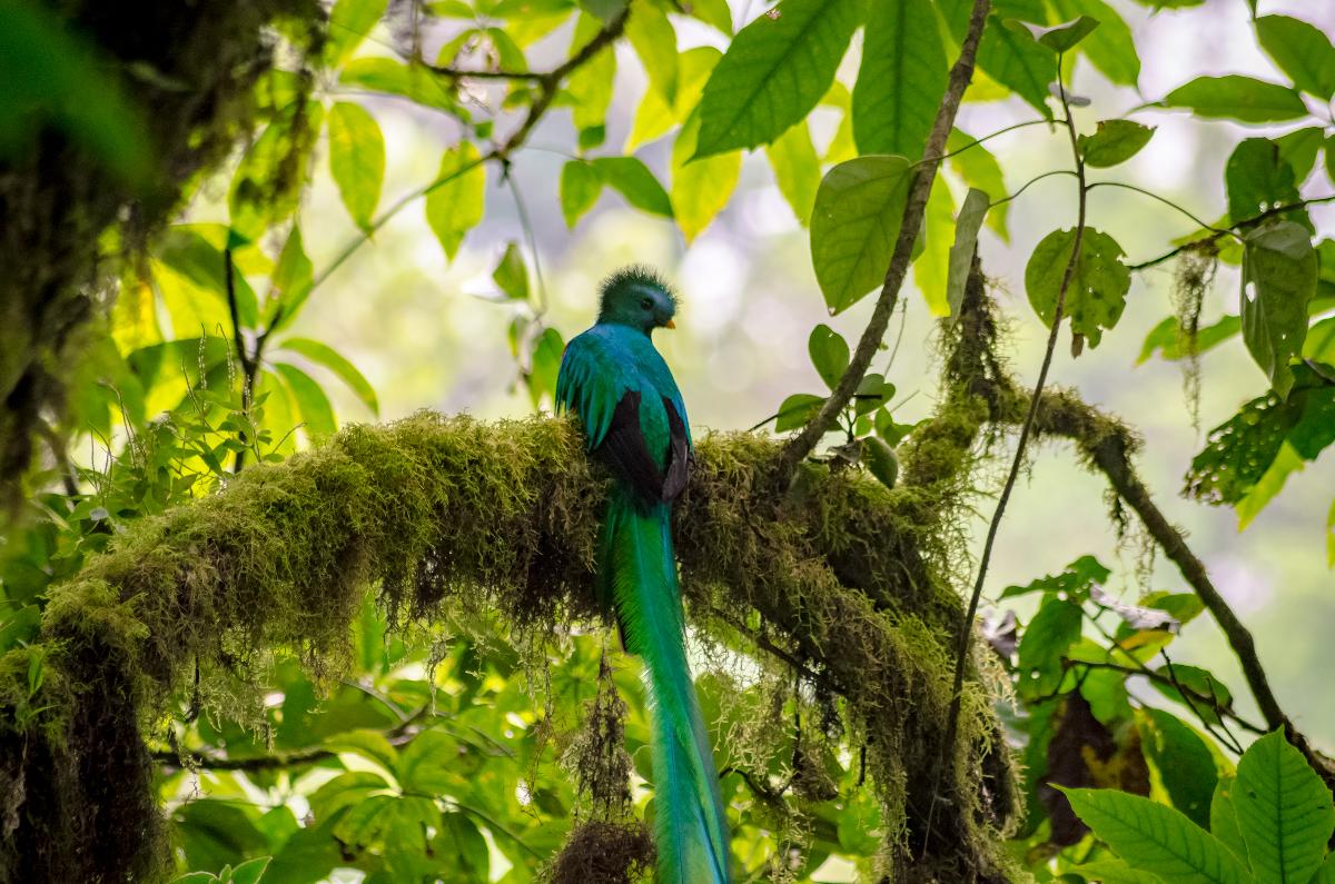 Biotopo del Quetzal & Ranchitos del Quetzal - 2