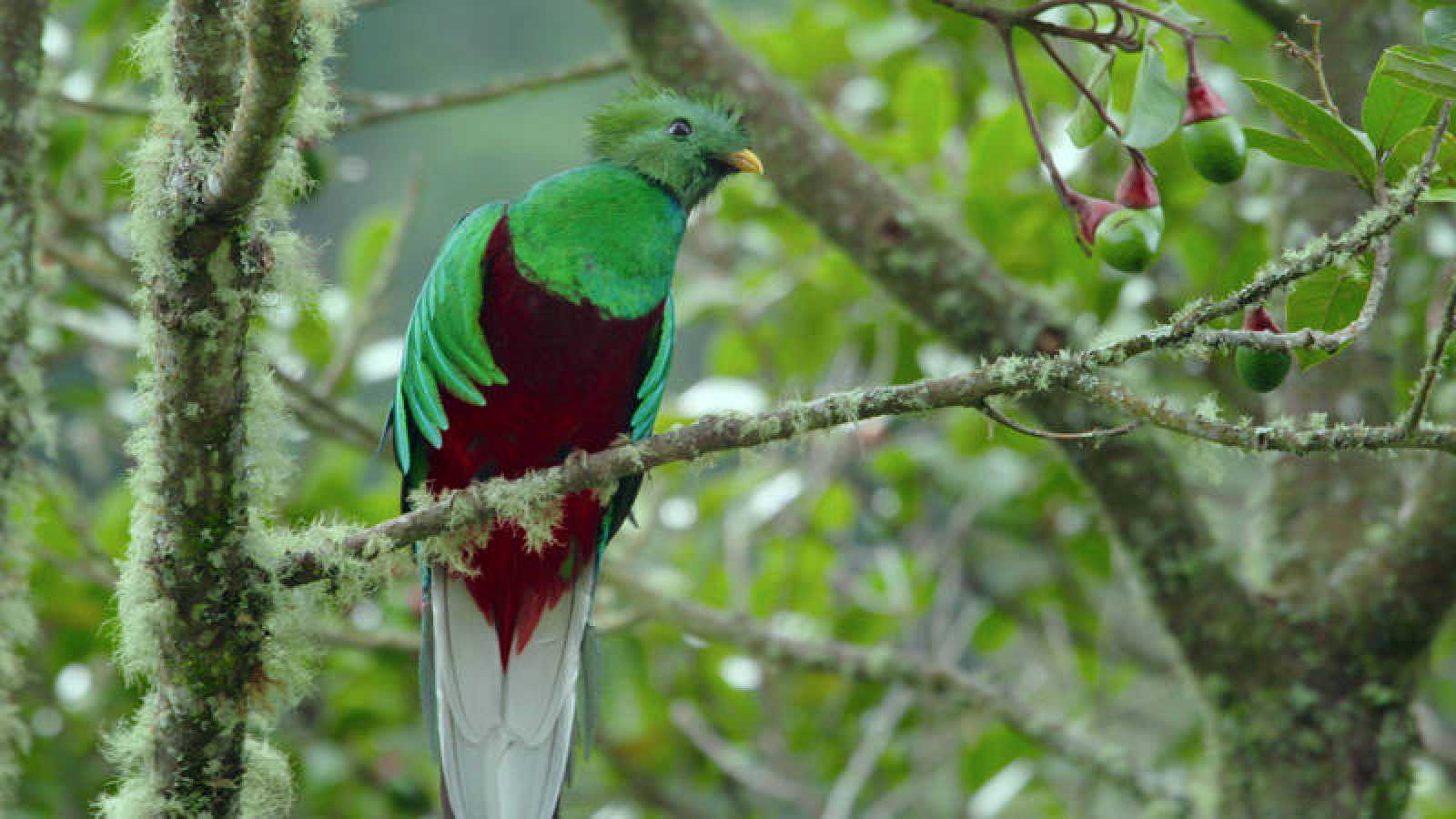 Biotopo del Quetzal & Ranchitos del Quetzal - 3
