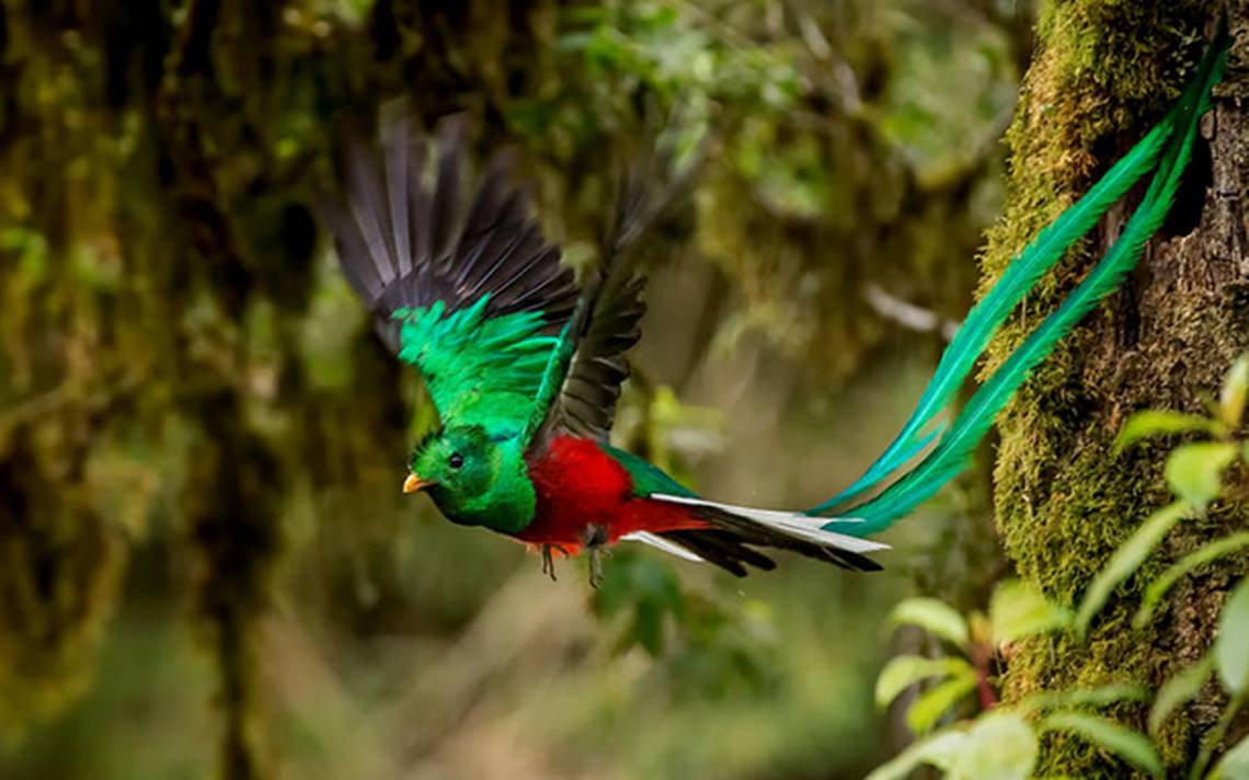Biotopo del Quetzal & Ranchitos del Quetzal - 4