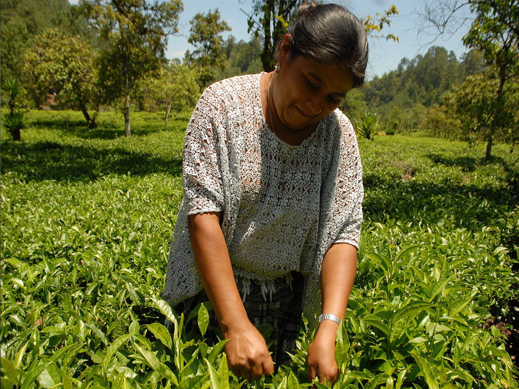 Gallery Travelisimo
