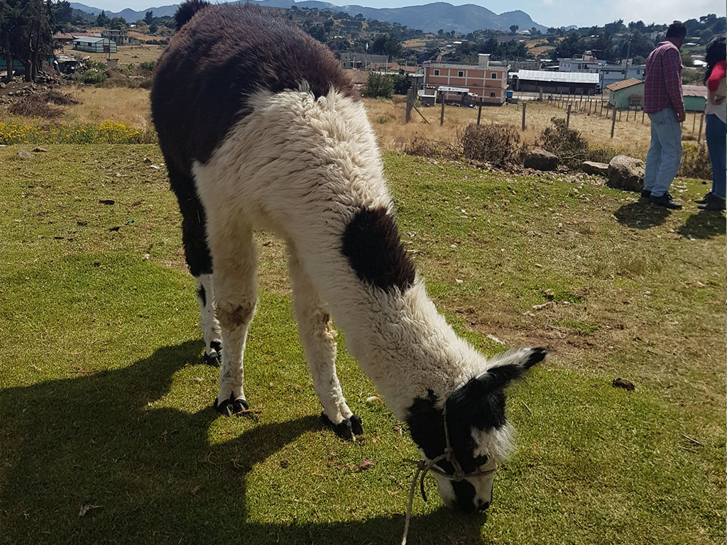 Discover the breeding of sheep and llamas in the Cuchumatanes - 3