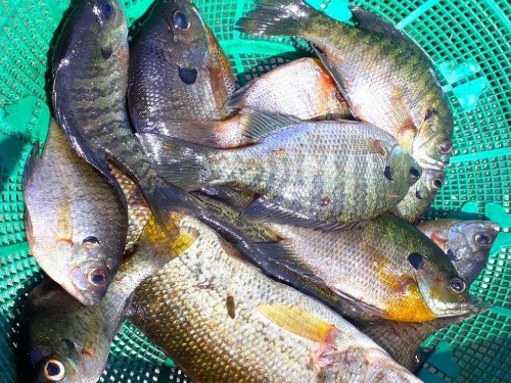 Learn fishing techniques from the hand of expert locals - 4