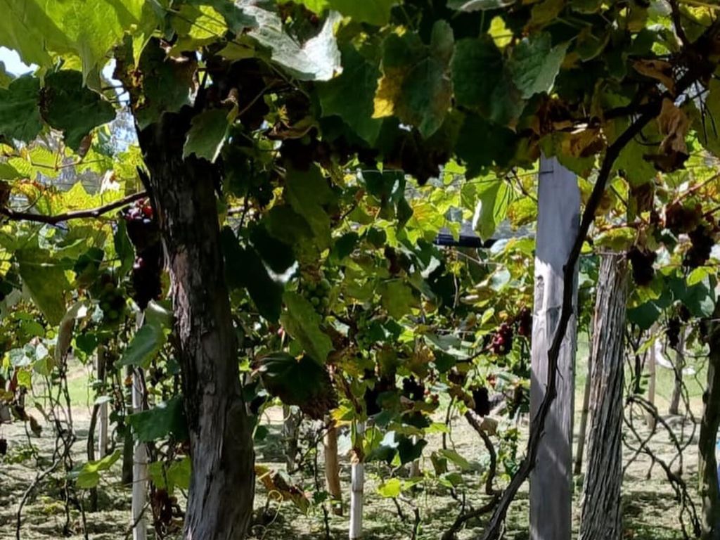 Discover the Art of Wine a Journey of Flavors and Tradition - 3