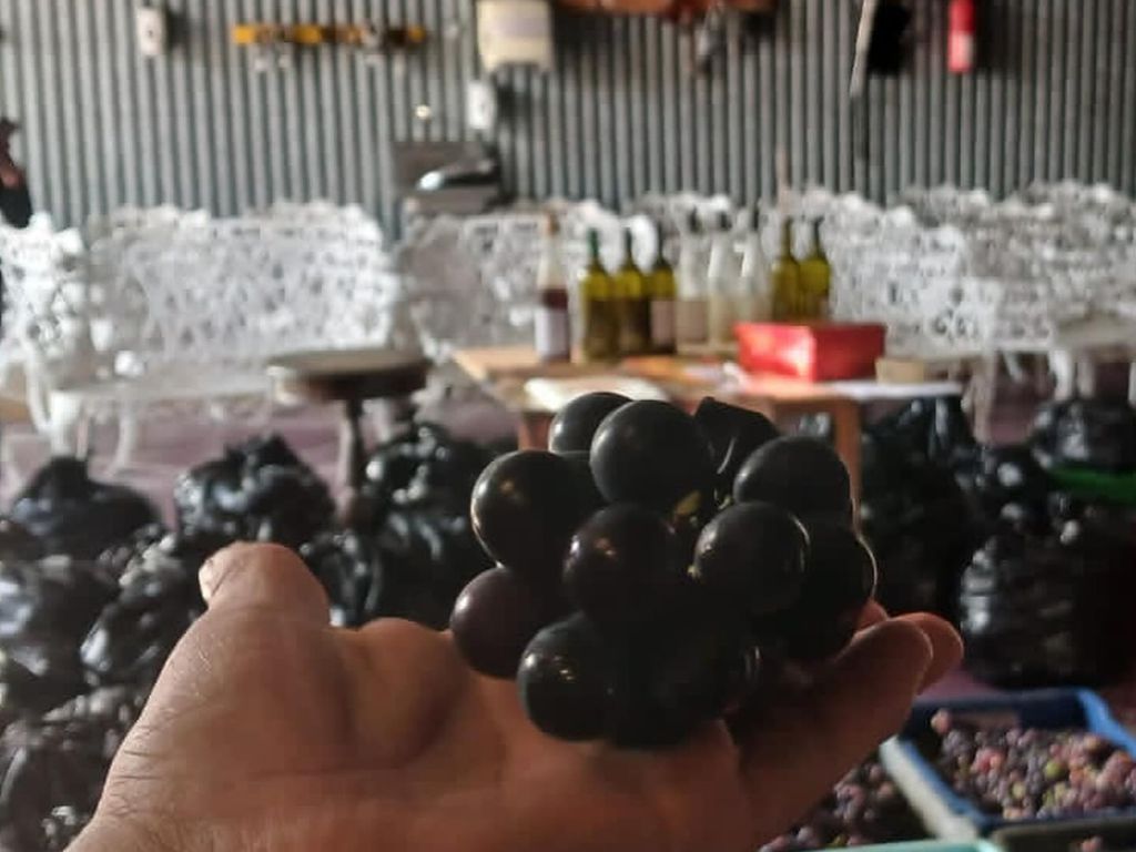 Discover the Art of Wine a Journey of Flavors and Tradition - 2