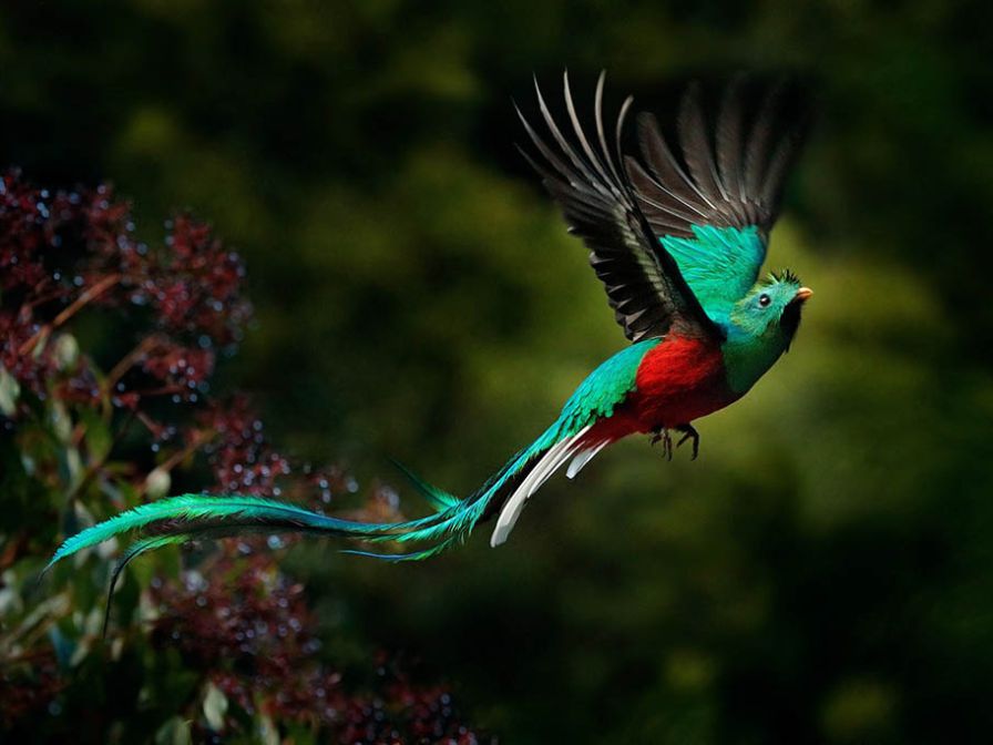 Package 5 days Coban and Semuc Champey - 1
