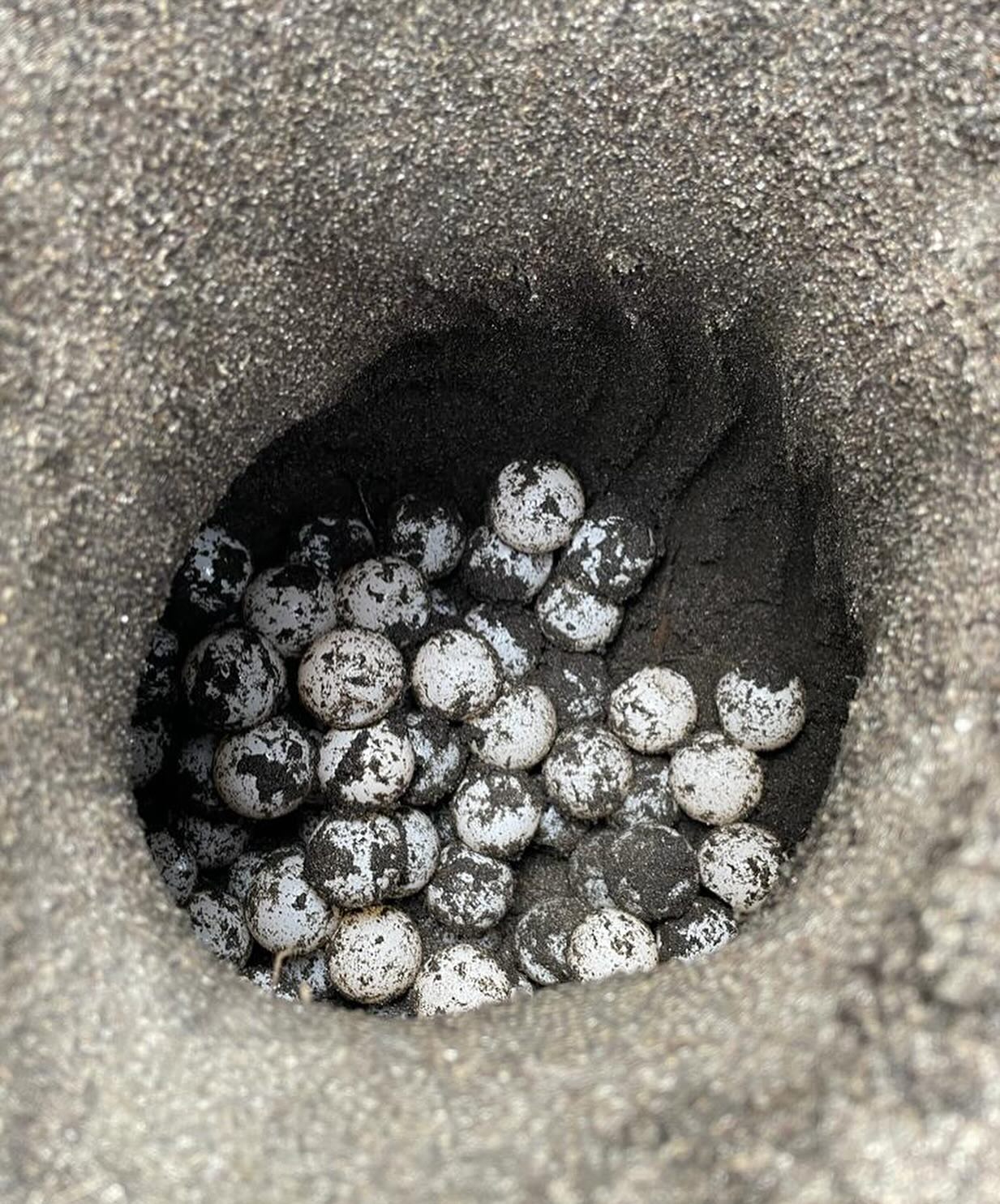 Experience the release of turtles in Guatemala - 3