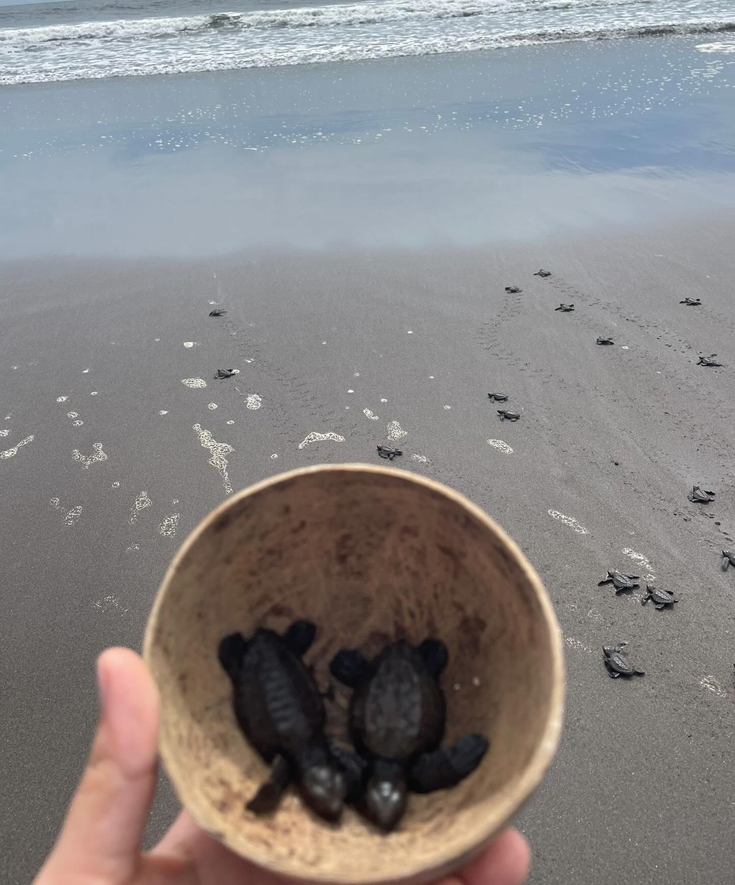 Experience the release of turtles in Guatemala - 4