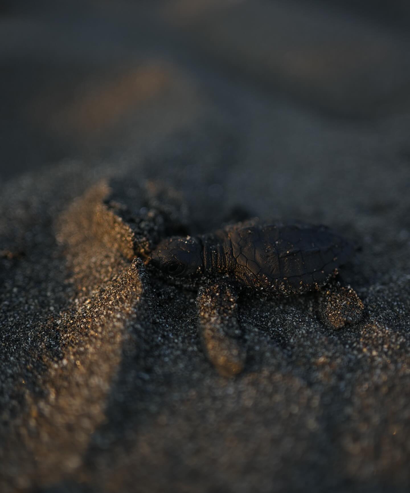 Experience the release of turtles in Guatemala - 2