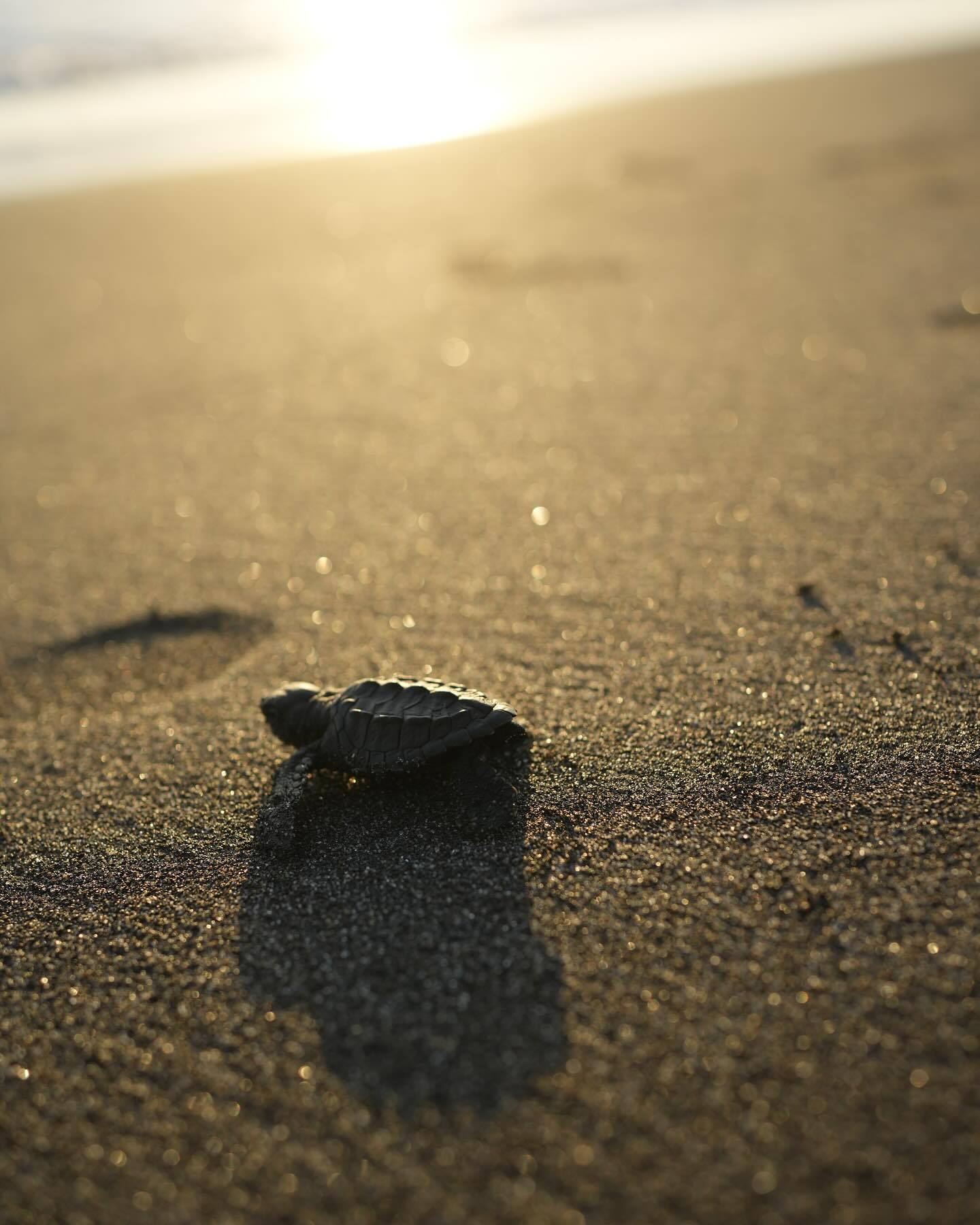 Experience the release of turtles in Guatemala - 1