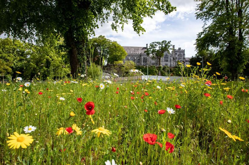 WildFlowers